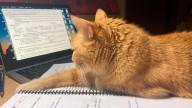 Multas récord para propietarios de gatos: cómo evitar sanciones de hasta 200.000 euros