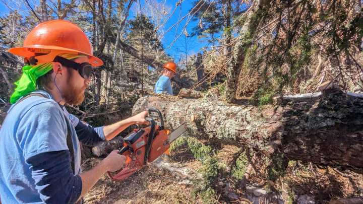 Opinion: WNC's forests can grow healthier, more diverse…