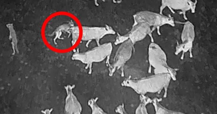 Drones blast AC/DC to deter wolves from eating cattle