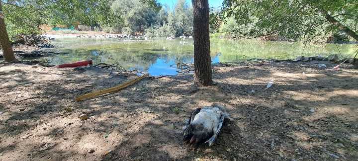 Ecologistas ve "desidia municipal" en la mortandad de aves en los parques de Sevilla