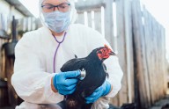 Dos mutaciones en el virus de la gripe aviar norteamericana ayudan a su potencia