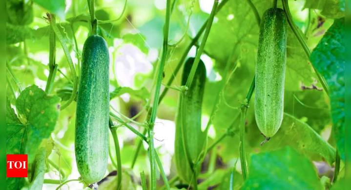 11 plants you should never plant near cucumbers for healthy growth and yield