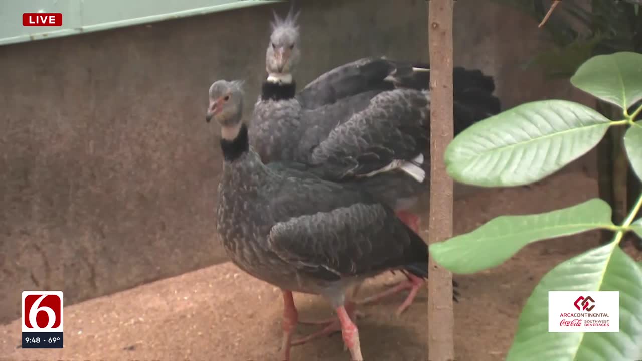 Wild Wednesday: How the Tulsa Zoo's Southern Screamer got its name