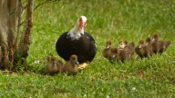 Photos: Muscovy mama and her fuzzy flock waddle way on Merritt Island