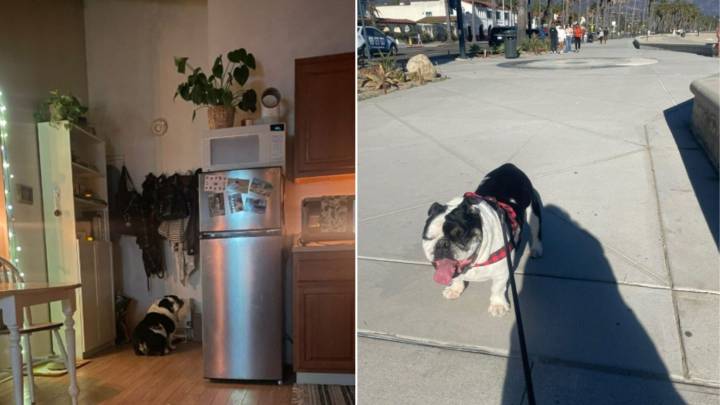 California English Bulldog Stares At A Wall Every Night At 8 PM And The Reason Will Make You Laugh