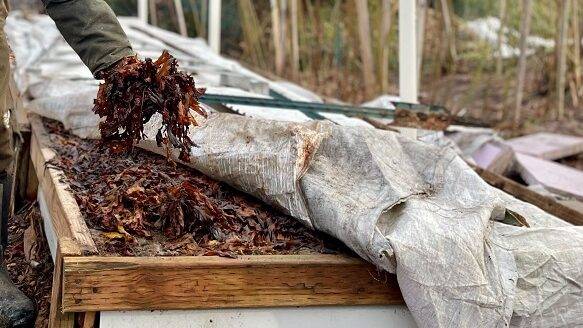 Too much of a good thing? Helping your garden deal with all the rain.