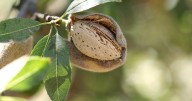 Stanford grads' startup turns almond shell waste into organic fertilizer
