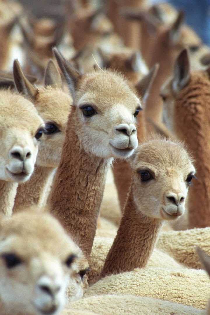 Perú comienza un censo nacional para fortalecer la conservación de miles de vicuñas