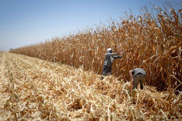 Trazabilidad para impulsar un sistema agroalimentario más sostenible