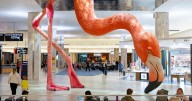 Meet Phoebe the flamingo's 'father.' Here's why he's coming to Lincoln.