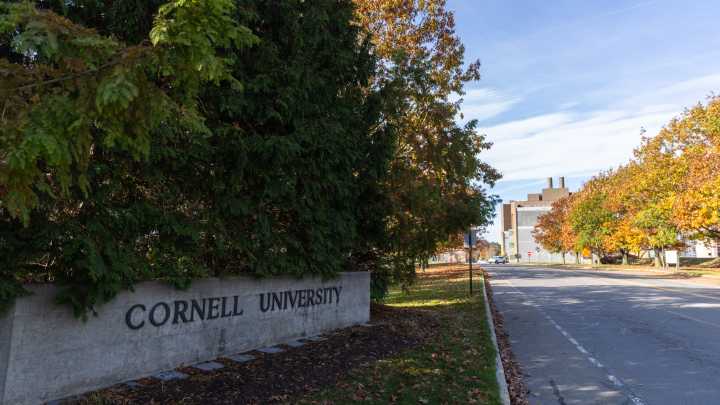 Cornell students skin 120-pound bear in dorm kitchen, school says