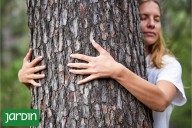 Sin ejercicio, sin objetivos, sin celular. Esta técnica japonesa combate la ansiedad y baja el estrés activando todos los sentidos en la naturaleza