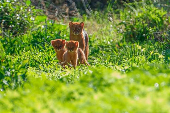 Fotografiaron a un yaguarundí con crías en Paraná: las postales del inusual encuentro