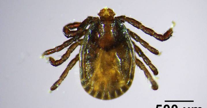 Disease-carrying tick species invades new area as people warned over 'critical' pest
