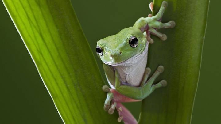 A Tree Frog Can Breathe Through Its Skin