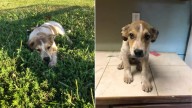 Oklahoma Puppy’s Rescue Leads To A Heartwarming Adoption And A Big Surprise
