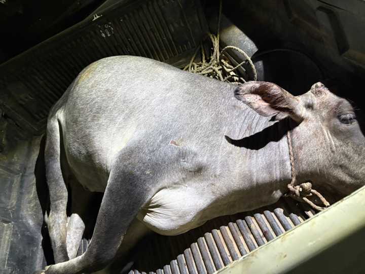 Rurales detuvieron a tres hombres que intentaban llevarse una vaquilla en una camioneta, pero no saben a quién pertenece el animal