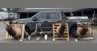 Six men plead guilty to poaching bull and elk