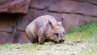 Northern hairy-nosed wombat: Back from the brink
