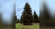 Christmas tree set to take pride of place in city centre despite funding fears