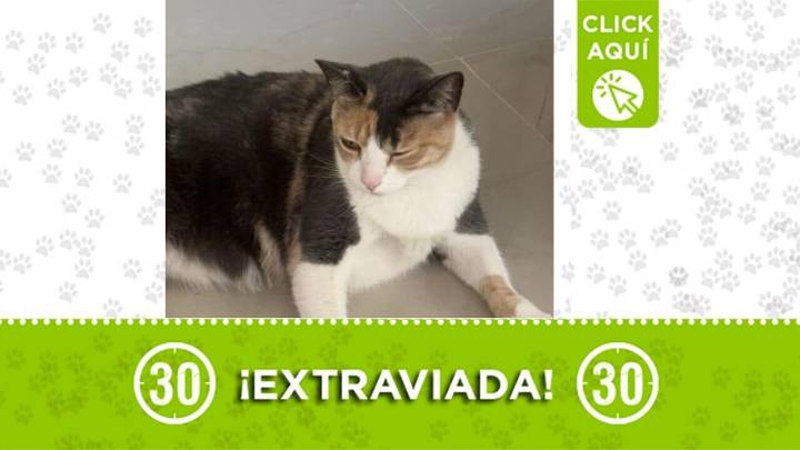 ¡Ayúdanos porfa! La gatica chilola se perdió en Sabaneta y la estamos buscando