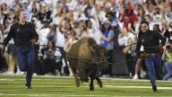 From Ralphie to Uga, live animal mascots inspire fans and create deep connections with their teams