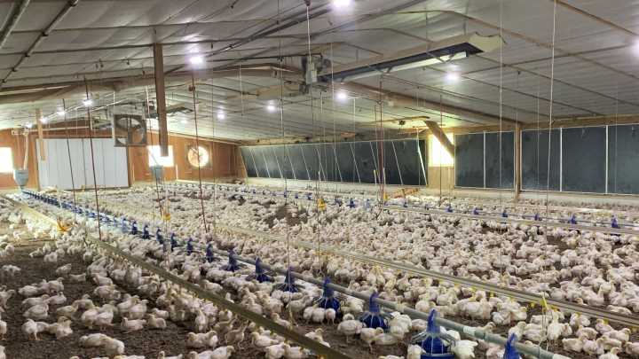 Perdue Farms lays off 293 workers at Southern Indiana processing facility