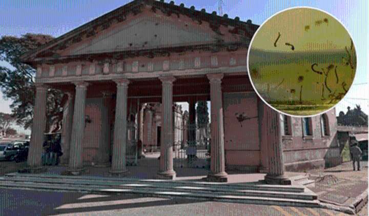 En Concordia hallan larvas del dengue en el cementerio