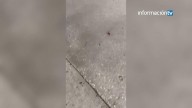 Polémica ante la numerosa presencia de cucarachas en la estación de autobuses de Alicante