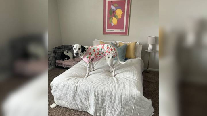 California Woman Adopts Dream Dog, But A Vet Visit Reveals A Heartbreaking Truth