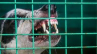 Ramanathapuram Teen Dies Of Rabies After Ignoring Dog Bite