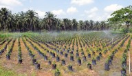 Agricultores colombianos rinden homenaje cultural a la palma de aceite con un proyecto musical