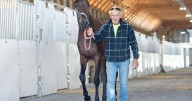 Shenandoah Downs returns Saturday to fairgrounds in Woodstock