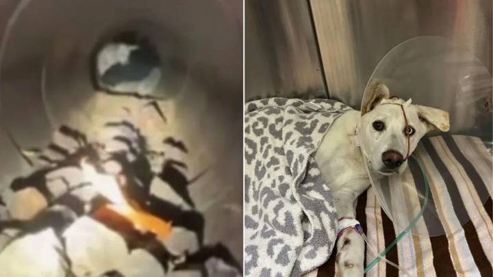 Washington Police Officer Spotted A Car Accident And Immediately Rushed To Help Pup Who Ran Into Concrete Pipe