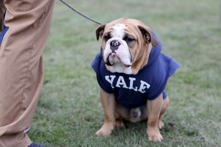 Where to watch Yale vs Cornell college football streaming live on demand without cable today