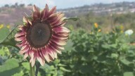 Pumpkin Station opens five locations in San Diego County for fall