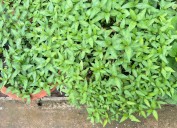 Planting the fast-growing and bold-flavored Vietnamese coriander – Orange County Register