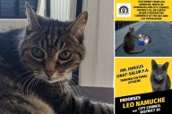 A Queens cat is running as a write-in candidate for city council