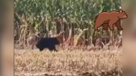 Graban a oso corriendo entre maizales en Guadalupe Victoria; ya lo buscan