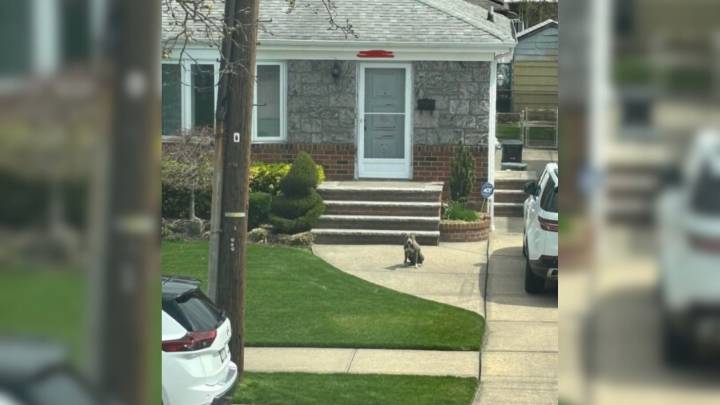 New York Dog Spends Days On The Streets After Abandonment, Searching For Help