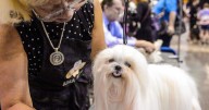 10 tips for keeping pets healthy as fall's arrival changes more than just the temperatures