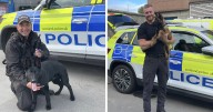 Two puppies training to be police dogs arrive in north