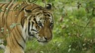 Un tigre mata a su cuidador durante un espectáculo en una reserva de Oklahoma