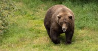 Voting continues for 'Fat Bear Contest'; bear face motherhood and broken jaws