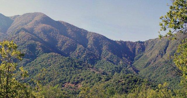 Estudio: Bosque mediterráneo chileno está al borde del colapso