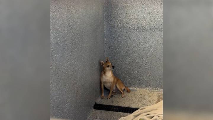 California's Overlooked Chihuahua Who Lived Most Of His Life In A Shelter Leaves Everyone In Tears