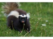 Hints from Heloise: Getting rid of skunk odors and more ...