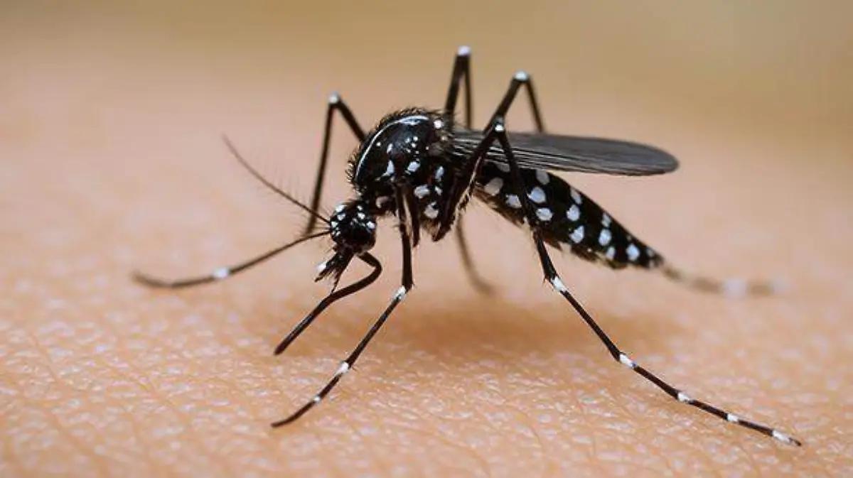 Chihuahua acumula tres casos y un fallecimiento por dengue en lo que va del año