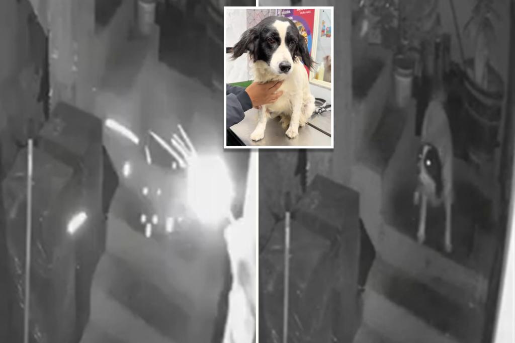 Hero dog extinguishes lit stick of dynamite tossed into journalist's yard