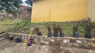 Inicia reforestación en Parque Lineal de Parral con diversas especies de árboles